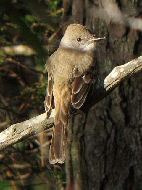 Ash-throated Flycatcher